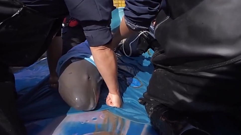 焦点访谈 | 留住江豚的“微笑”