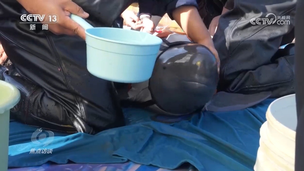 焦點(diǎn)訪談 | 推進(jìn)長(zhǎng)江生態(tài)保護(hù)工作 留住江豚的“微笑”