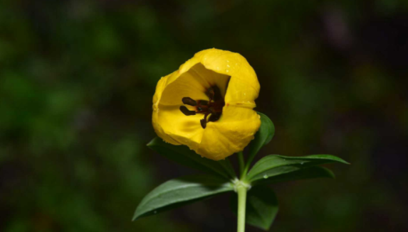 眼中的“禁区”为何却是生物多样性宝库？