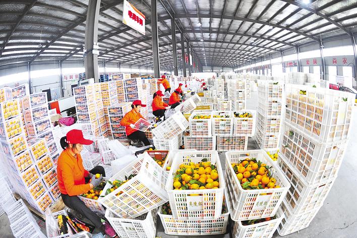 夷陵柑橘畅销海外