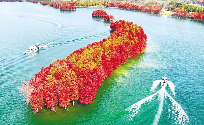 红杉林染红漳河碧波