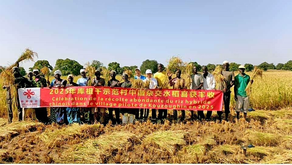 湖北專家接力支援 非洲一國家種植中國水稻畝產翻番