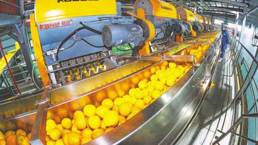 秭归脐橙深加工项目投产