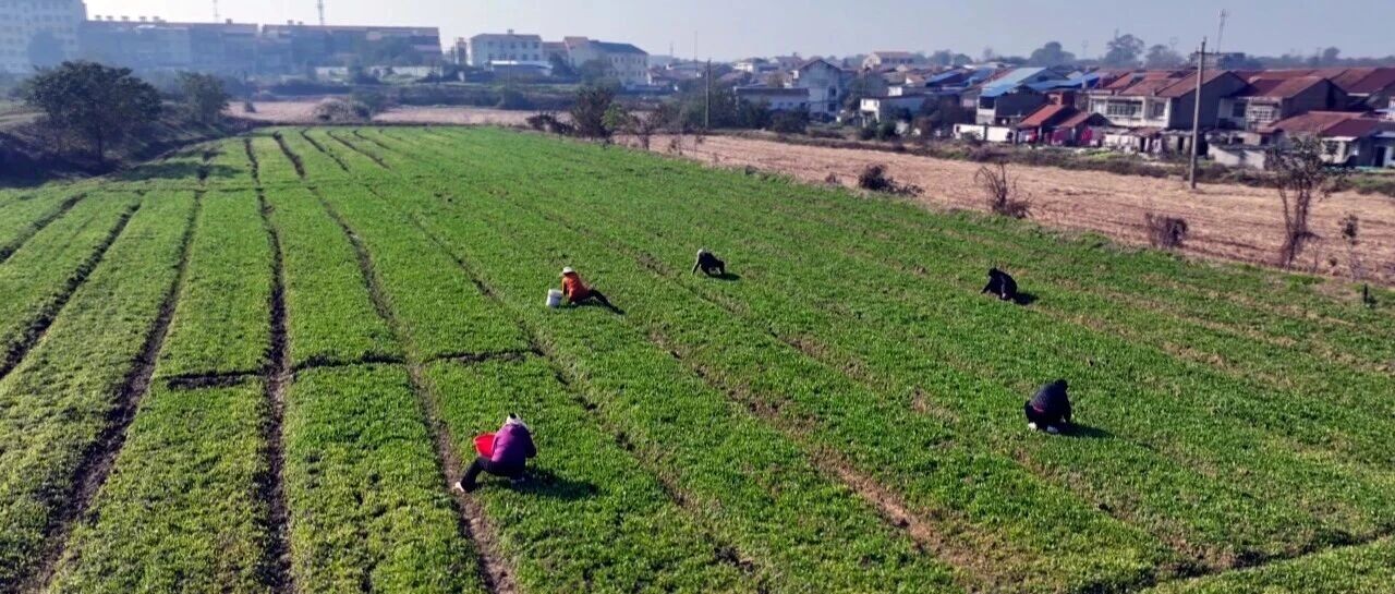 这一“菠”致富菜，让村民生活有奔头！