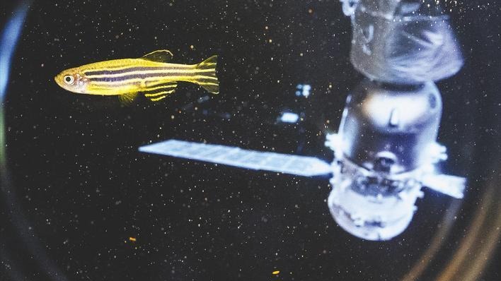 “魚航員”斑馬魚再巡天 養魚科研兩不誤