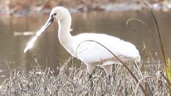 “飛鳥美人”白琵鷺重現大九湖
