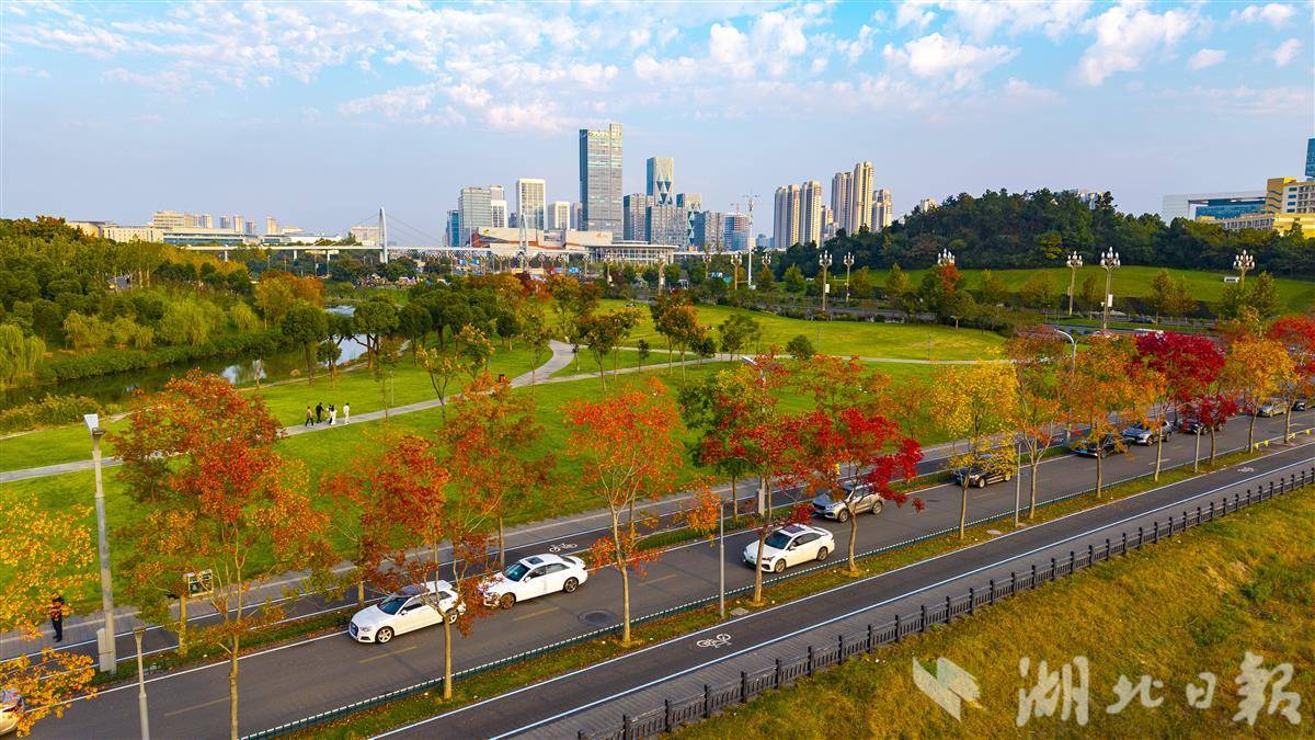 乌桕树红秋意艳