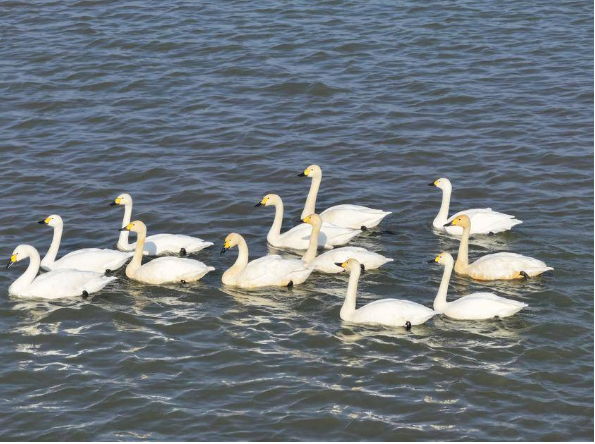 江涛为曲 天鹅起舞