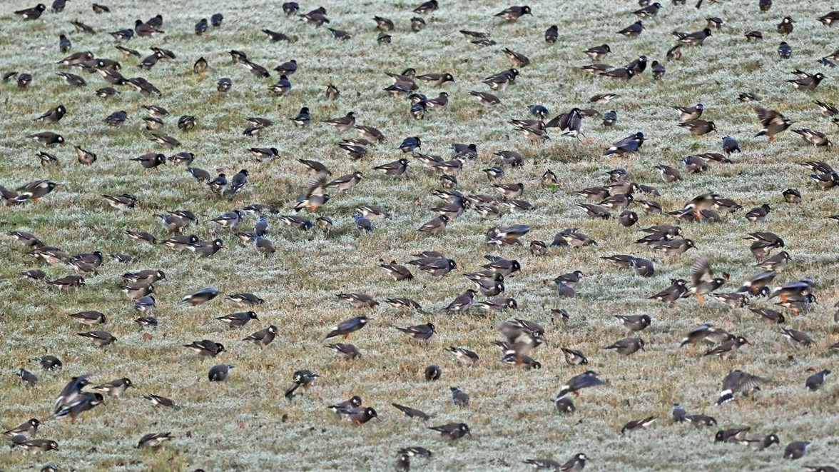 宜昌卷桥河湿地晨景