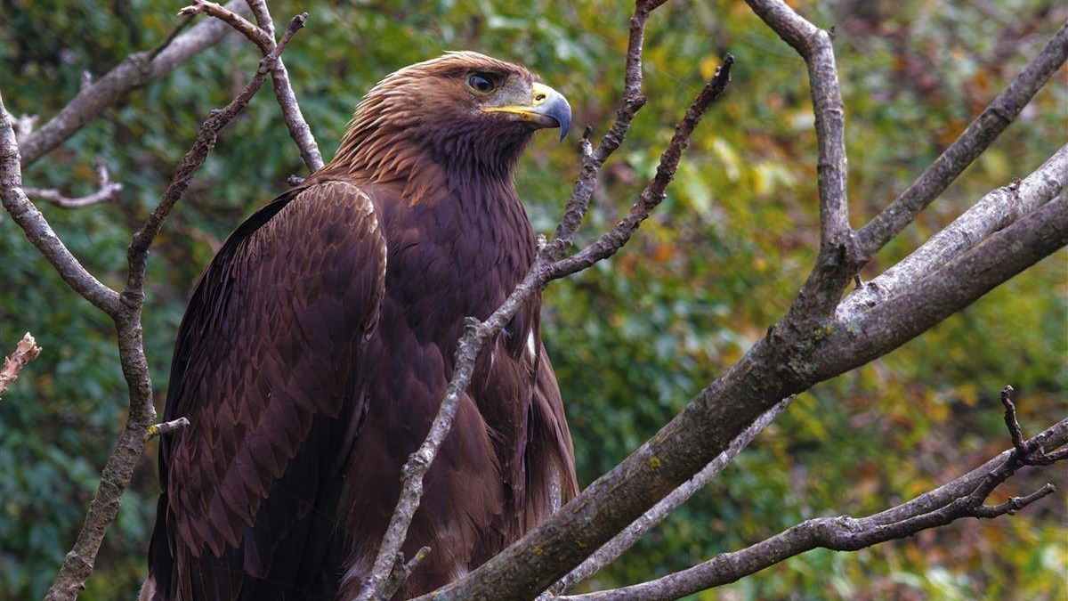巴东近距离监测到国家一级保护动物金雕
