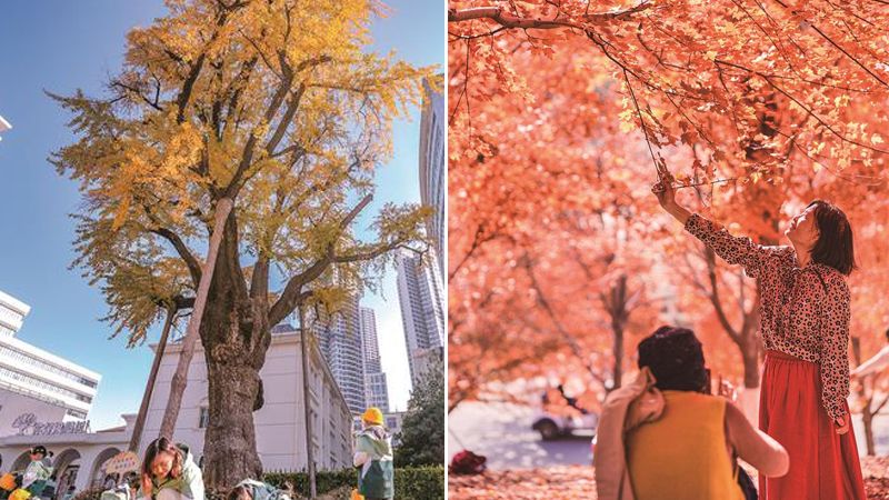 银杏与枫叶平分秋色