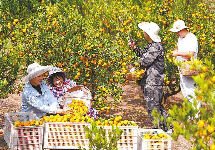 蜜橘壓枝頭 農(nóng)戶甜心頭