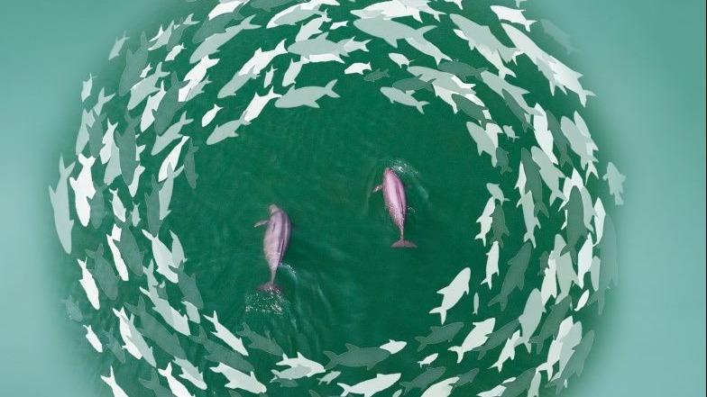 瞭望·治國(guó)理政紀(jì)事|堅(jiān)定推進(jìn)長(zhǎng)江“十年禁漁”