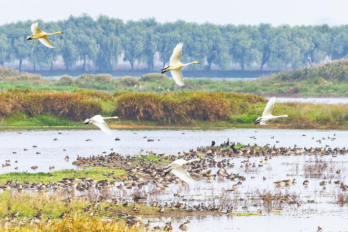 小天鹅又来湿地“签到”了