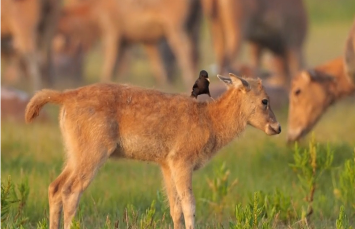 長江珍稀物種的生命回響