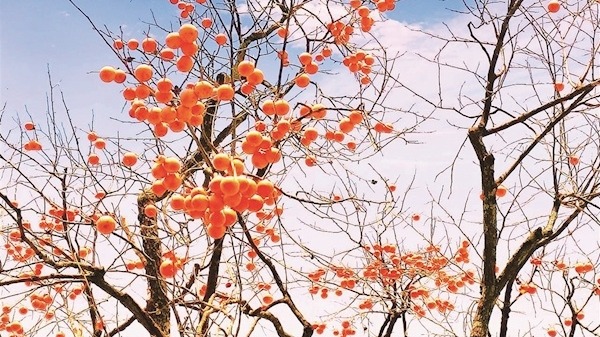 柿红映天 竹山寒冬现绝美画卷
