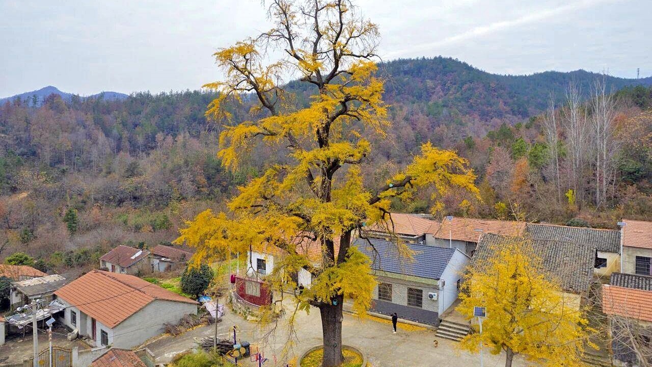 黄陂77岁爹爹陪伴830岁古银杏半世纪