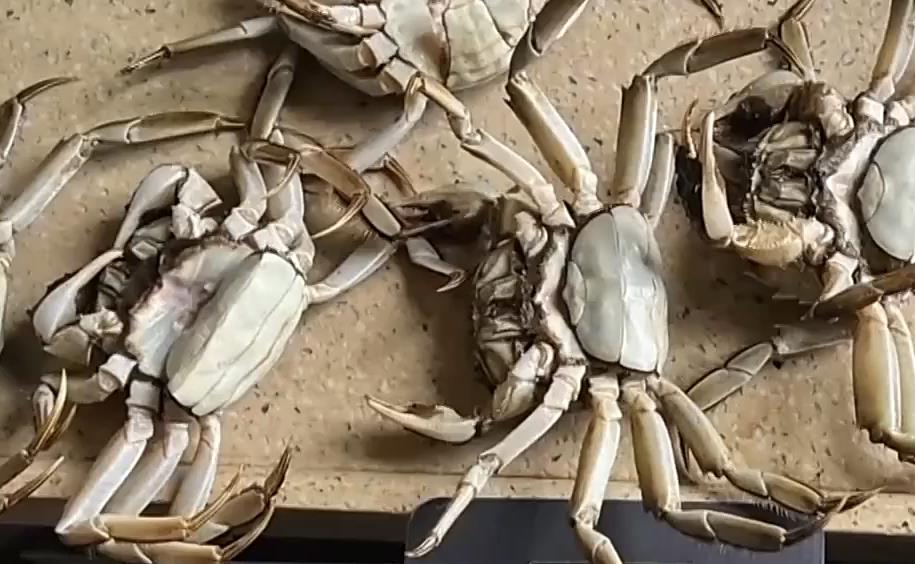 AI合成6只“死螃蟹”视频骗取商家退款 买家被拘