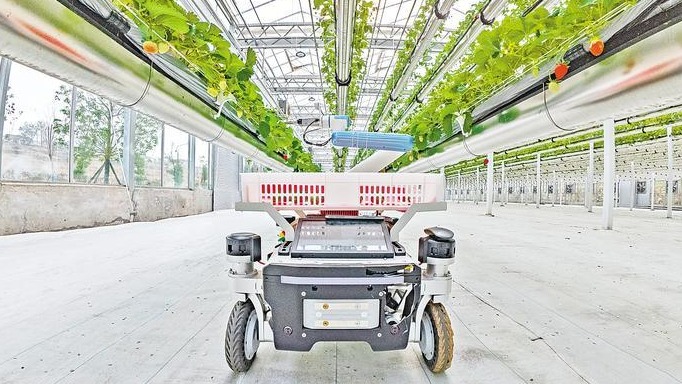 当阳：机器人上岗采摘草莓