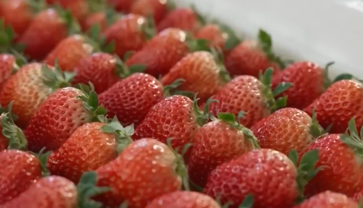 冬季草莓新鲜上市