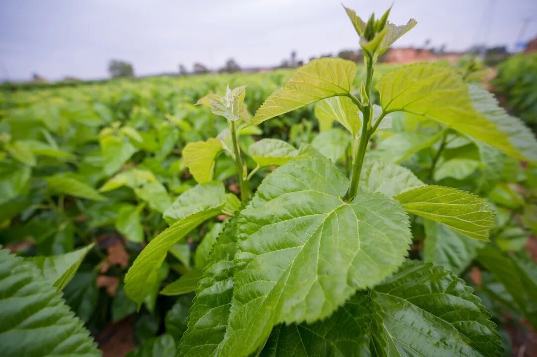 輔助降血糖！原來它是“天然胰島素”→