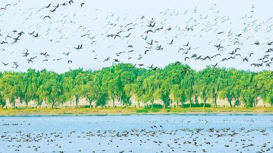 府河湿地：越冬候鸟倍增