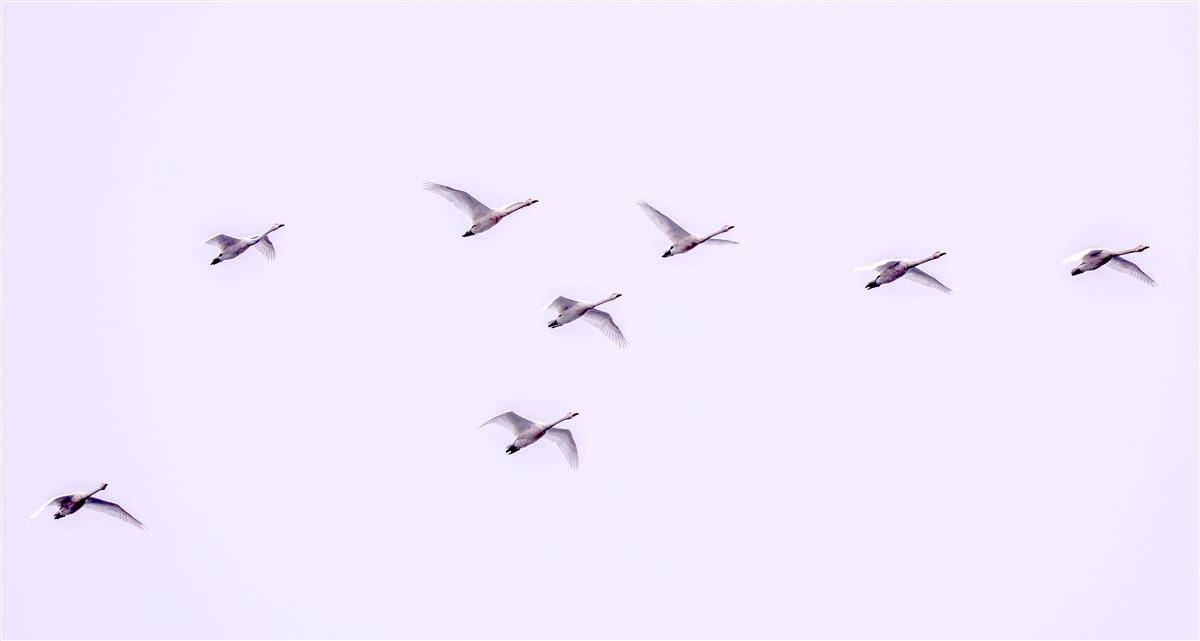 万鸟翔集老观湖 湿地铺展生态卷