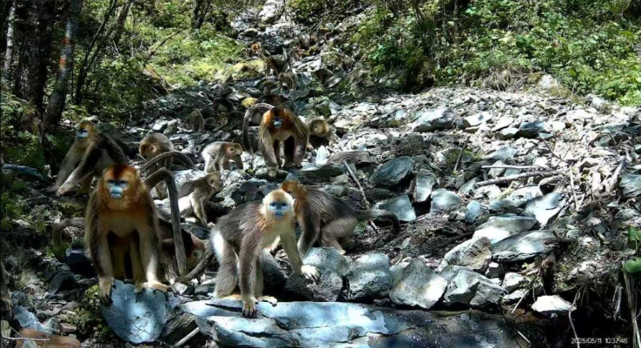 越来越多金丝猴“下山”过冬