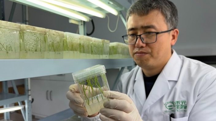 一粒稻米，如何变身“黄金救命药”？