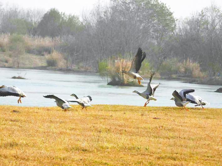 斑頭雁飛來漢江開辟新遷徙路線