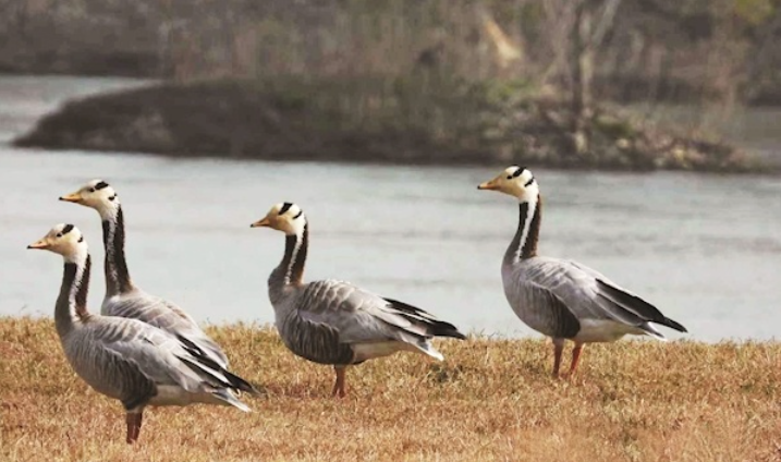“高原精靈”斑頭雁首現(xiàn)襄陽