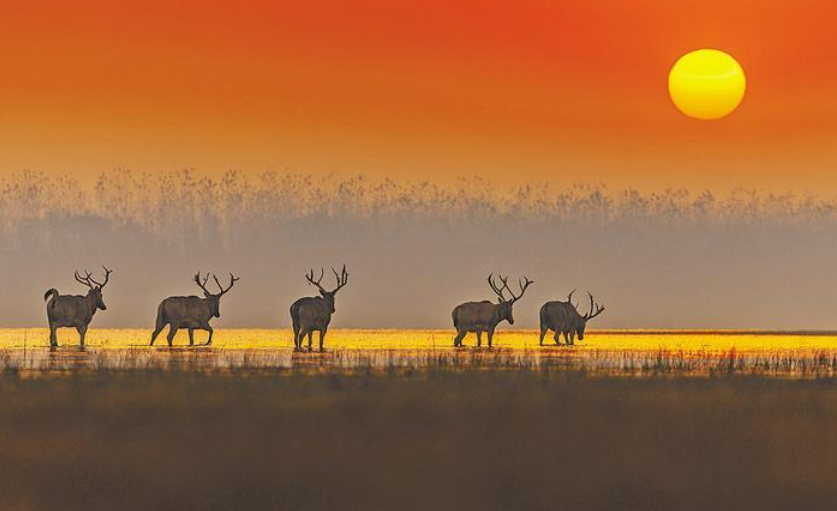 中国在全球率先实现放归野化