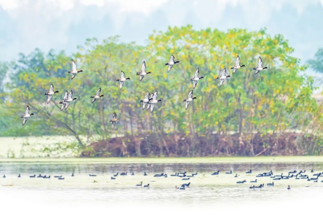 又见候鸟归 长留生态美