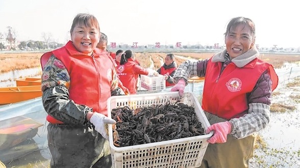 潜江龙虾冬捕开始