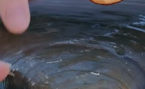 原来河蚌也有年轮