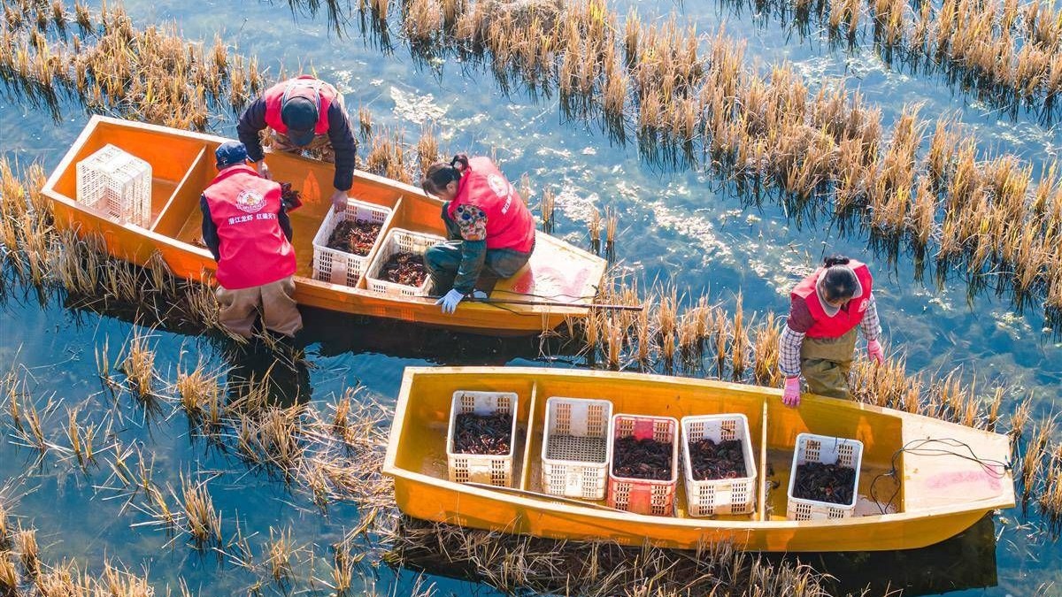 潜江龙虾冬季开捕