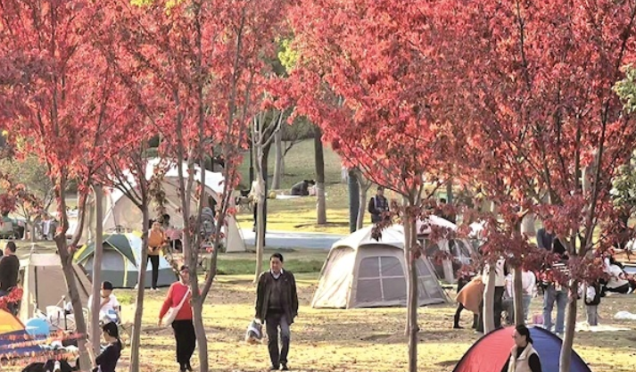 常青公园开放露营区域 初冬来赏别样红