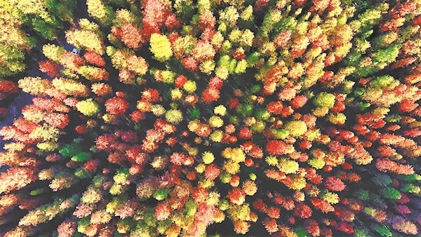 这片红杉林美如秘境