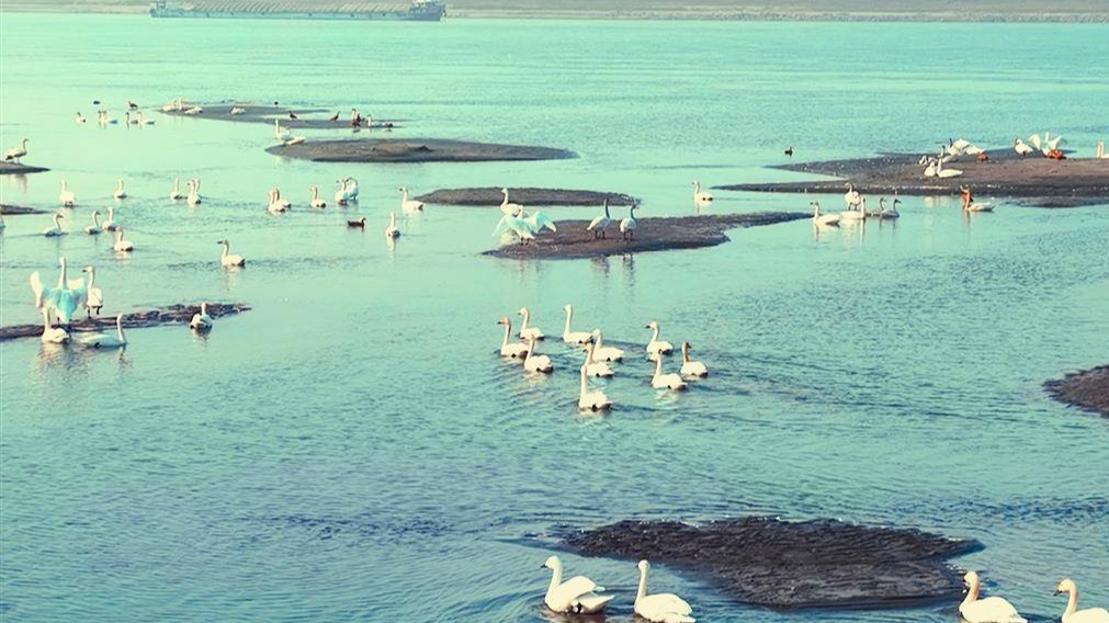 越冬候鸟集体打卡华容芦花江心洲