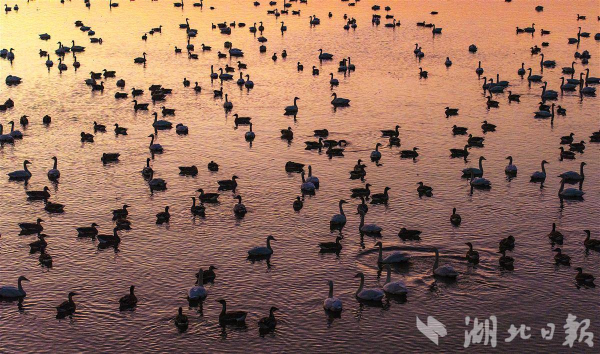 龍感湖萬鳥翔集   掀起觀鳥熱潮！