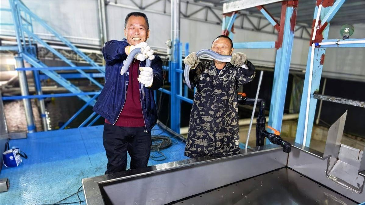 深山里運出140噸“海洋軟黃金”