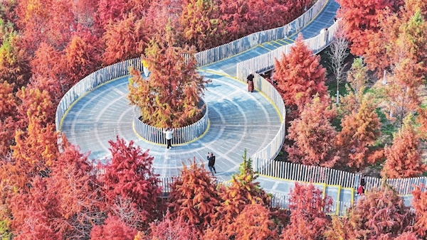 武汉红杉进入最佳观赏期