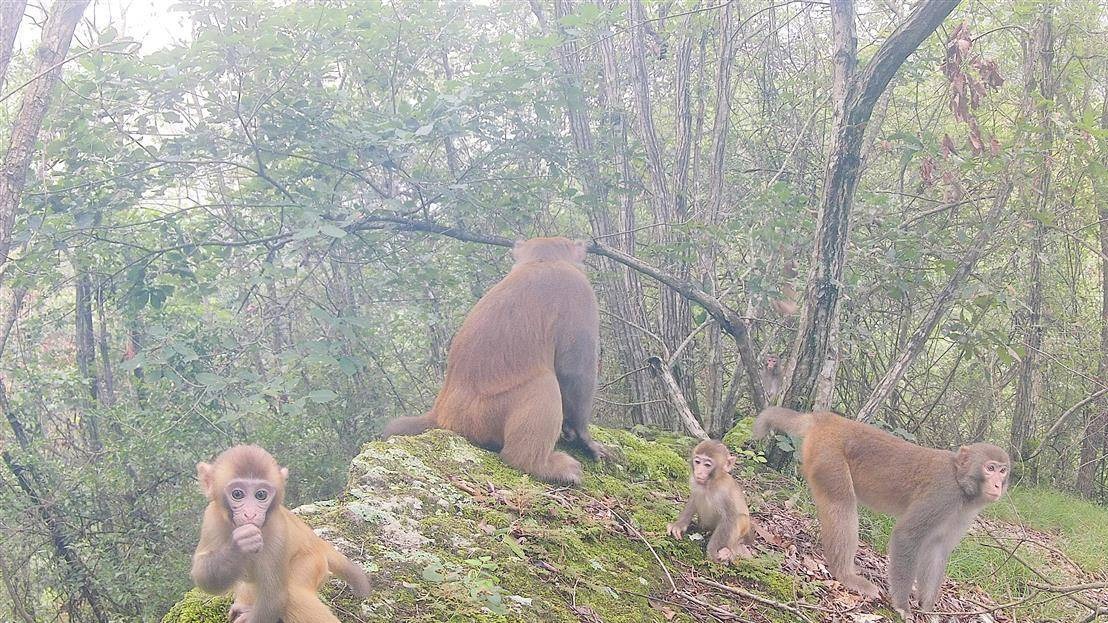 野生猕猴成群亮相湖北堵河源保护区