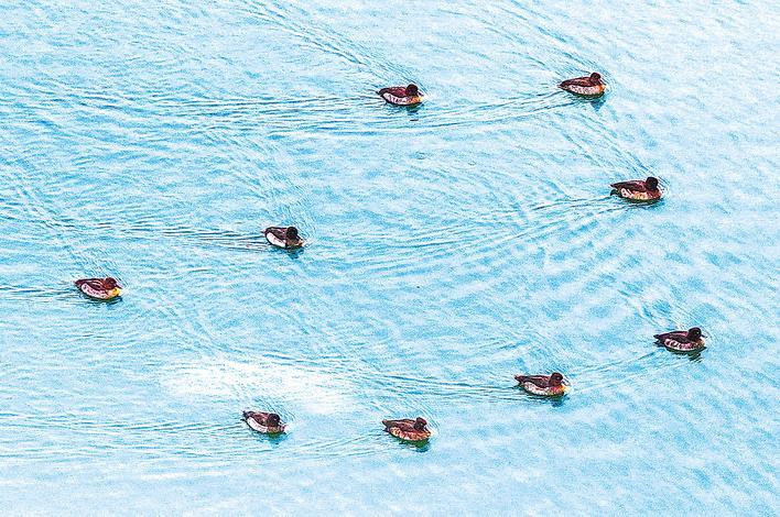 青頭紅頭潛鴨相聚南水北調(diào)水源地