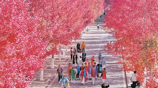 萬株紅楓染秋濃