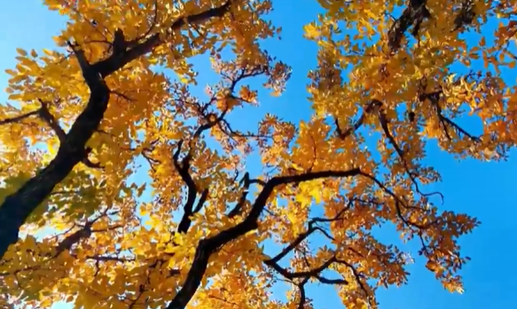 云南300年古梨樹冬日換裝美如畫