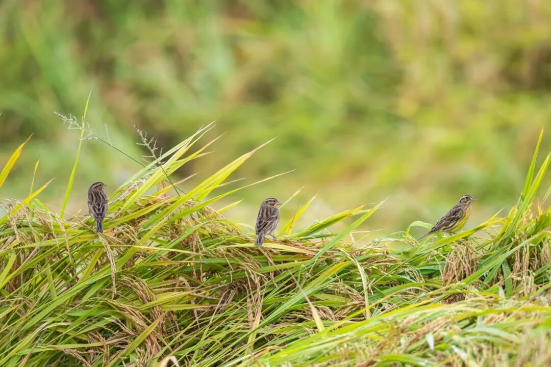 多种珍稀鸟类稳定栖息 宜昌成候鸟“天堂”