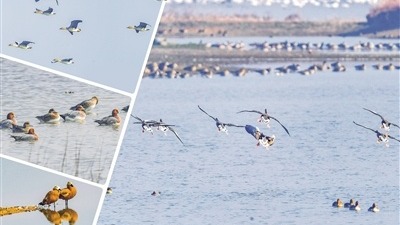 湿地频现万鸟翔集 湖北越冬水鸟数量创新高
