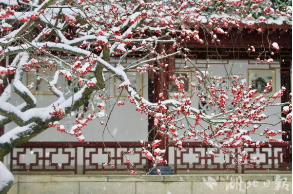 东湖梅花枝头俏