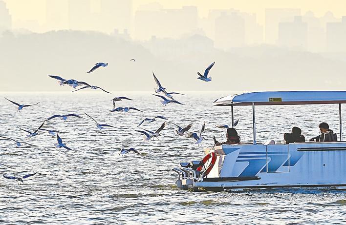 红嘴鸥集聚东湖